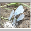 Celastrina argiolus - Faulbaumblaeuling 07a.jpg